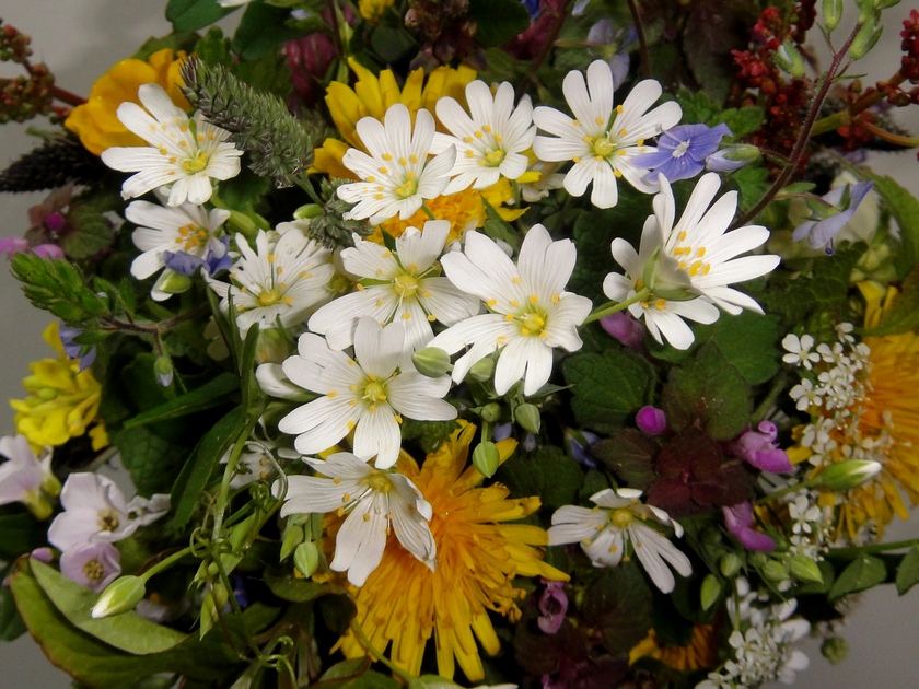 Blumen vom Feldrain 2014-04-15