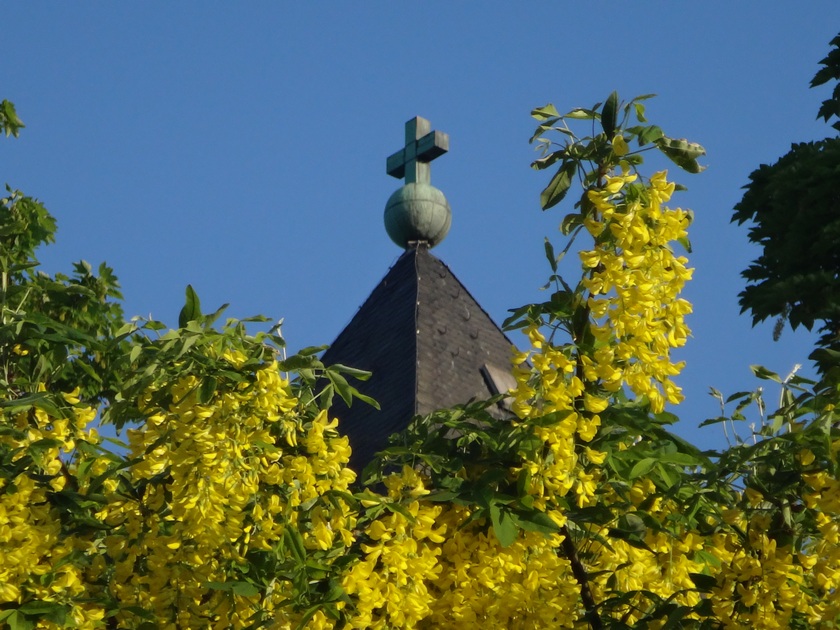 Kirchturmkreuz hinter Goldregen