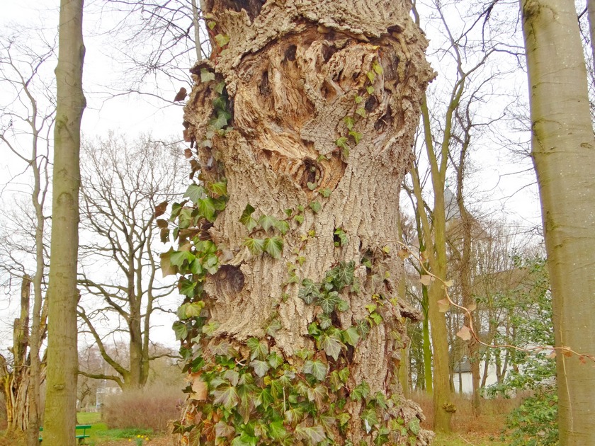 narbiger Baum mit Efeuranken