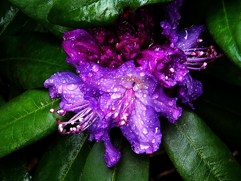 Rhododendronbluete 2013-05-23 